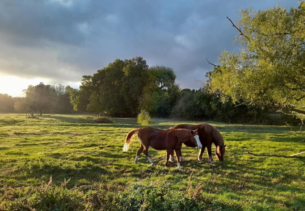 Gite En Bord De Loire Blaison-Saint-Sulpice Εξωτερικό φωτογραφία