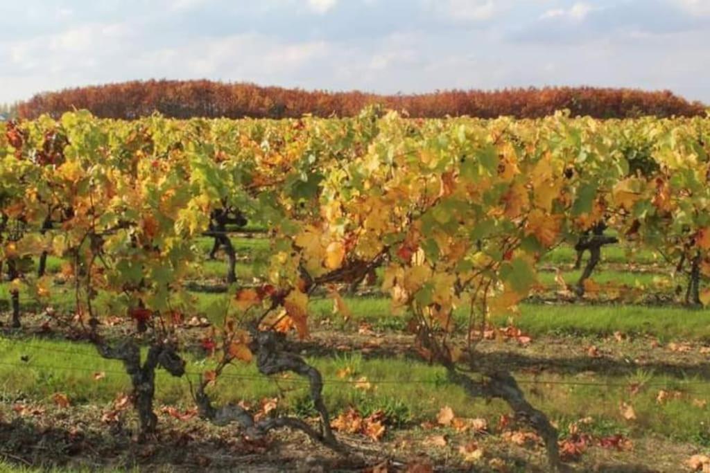 Gite En Bord De Loire Blaison-Saint-Sulpice Εξωτερικό φωτογραφία