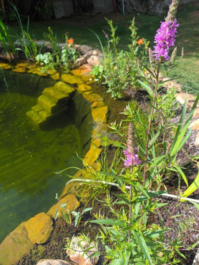 Gite En Bord De Loire Blaison-Saint-Sulpice Εξωτερικό φωτογραφία